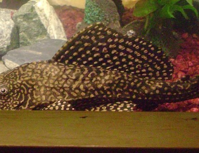 freshwater fish - glyptoperichthys gibbiceps - sailfin pleco (l-83) stocking in 55 gallons tank - 8" Pleco - Hammie is his name!!! freshwater fish - glyptoperichthys gibbiceps - sailfin pleco (l-83) stocking in 55 gallons tank - 8" Pleco - Hammie is his name!!!