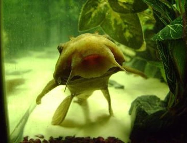 freshwater fish - panaque nigrolineatus - gold royal pleco (l-027) stocking in 55 gallons tank - 13" gold pleco freshwater fish - panaque nigrolineatus - gold royal pleco (l-027) stocking in 55 gallons tank - 13" gold pleco
