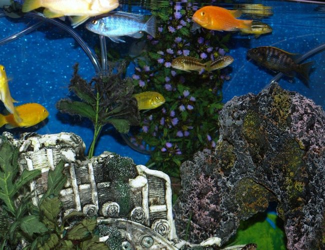 freshwater fish - cichlasoma portalegrense - port acara stocking in 65 gallons tank - Cichlid City in my 65 Gallon tank freshwater fish - cichlasoma portalegrense - port acara stocking in 65 gallons tank - Cichlid City in my 65 Gallon tank