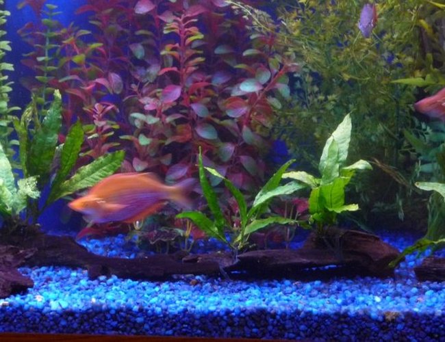 freshwater fish - glossolepis incisis - red irian rainbow stocking in 150 gallons tank - Red rainbow freshwater fish - glossolepis incisis - red irian rainbow stocking in 150 gallons tank - Red rainbow