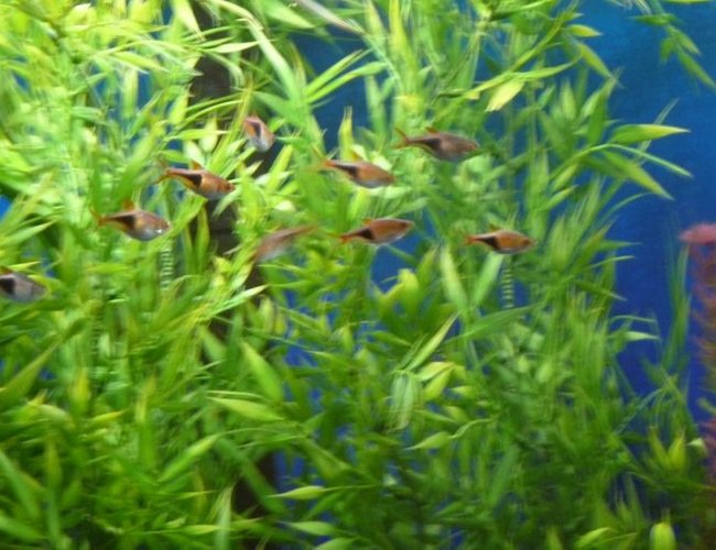 freshwater fish - rasbora heteromorpha - harlequin rasbora stocking in 150 gallons tank - Harlequin Rasboras freshwater fish - rasbora heteromorpha - harlequin rasbora stocking in 150 gallons tank - Harlequin Rasboras