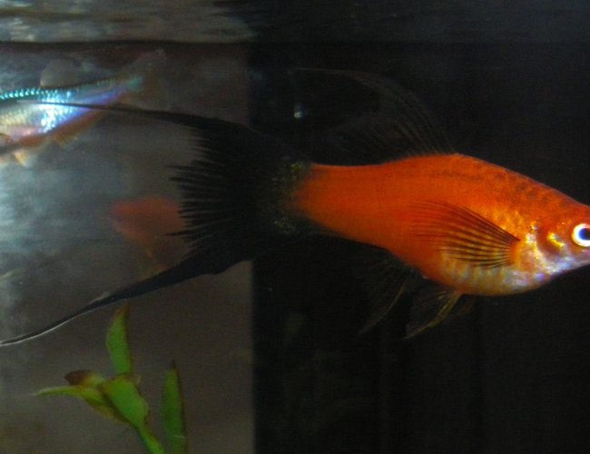 freshwater fish - brachydanio kerri - turquoise danio stocking in 55 gallons tank - Hilt with a Danio in Background freshwater fish - brachydanio kerri - turquoise danio stocking in 55 gallons tank - Hilt with a Danio in Background