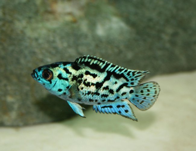 freshwater fish - nandopsis octofasciatum - electric blue jack dempsey stocking in 150 gallons tank - Electric Blue Jack Dempsey freshwater fish - nandopsis octofasciatum - electric blue jack dempsey stocking in 150 gallons tank - Electric Blue Jack Dempsey