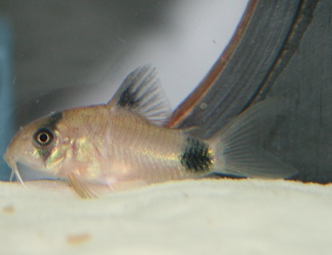 freshwater fish - corydoras panda - panda cory cat stocking in 150 gallons tank - Panda Cory freshwater fish - corydoras panda - panda cory cat stocking in 150 gallons tank - Panda Cory