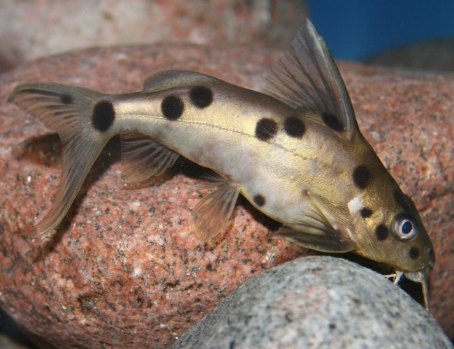 freshwater fish - synodontis petricola - pygmy leopard catfish stocking in 150 gallons tank - Synodontis freshwater fish - synodontis petricola - pygmy leopard catfish stocking in 150 gallons tank - Synodontis