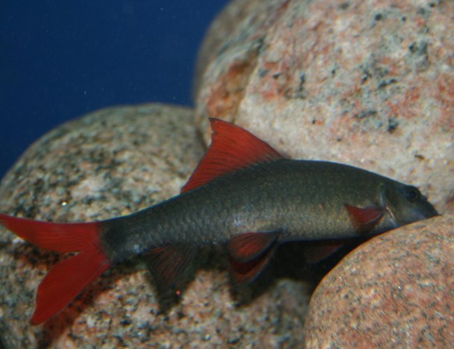 freshwater fish - epalzeorhynchos frenatus - rainbow shark stocking in 150 gallons tank - Epalzeorhynchos Frenatus freshwater fish - epalzeorhynchos frenatus - rainbow shark stocking in 150 gallons tank - Epalzeorhynchos Frenatus