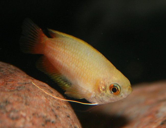 freshwater fish - colisa chuna - honey dwarf gourami stocking in 150 gallons tank - Colisa Chuna freshwater fish - colisa chuna - honey dwarf gourami stocking in 150 gallons tank - Colisa Chuna