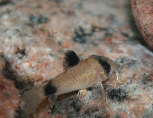 freshwater fish - corydoras panda - panda cory cat stocking in 150 gallons tank - Corydoras Panda freshwater fish - corydoras panda - panda cory cat stocking in 150 gallons tank - Corydoras Panda