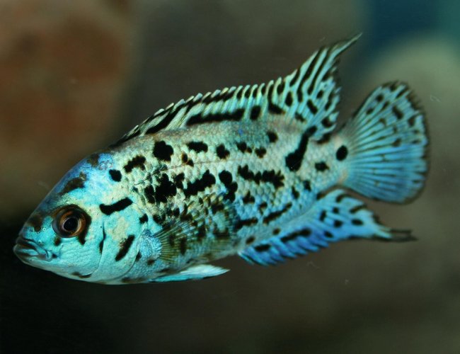 freshwater fish - nandopsis octofasciatum - electric blue jack dempsey stocking in 150 gallons tank - Nandopsis Octofasciatum freshwater fish - nandopsis octofasciatum - electric blue jack dempsey stocking in 150 gallons tank - Nandopsis Octofasciatum