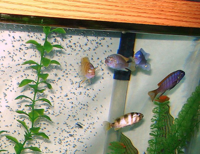 freshwater fish - labeotropheus fuelleborni - fuelleborni cichlid, marmalade stocking in 46 gallons tank - Their color is really starting to show! freshwater fish - labeotropheus fuelleborni - fuelleborni cichlid, marmalade stocking in 46 gallons tank - Their color is really starting to show!