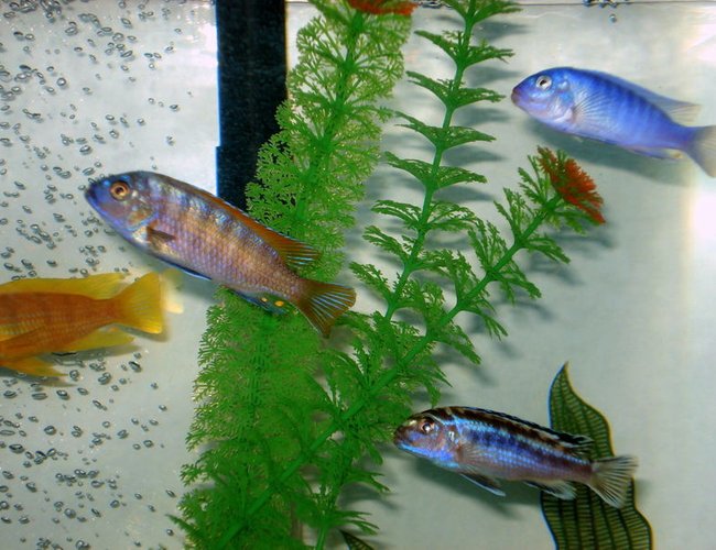 freshwater fish - labeotropheus fuelleborni - fuelleborni cichlid, marmalade stocking in 46 gallons tank - very aggressive breed of fish freshwater fish - labeotropheus fuelleborni - fuelleborni cichlid, marmalade stocking in 46 gallons tank - very aggressive breed of fish