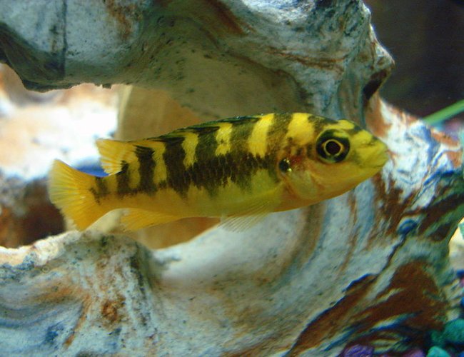 freshwater fish - pseudotropheus crabro - bumblebee cichlid stocking in 46 gallons tank - The little Bumble Bee Cichlid. freshwater fish - pseudotropheus crabro - bumblebee cichlid stocking in 46 gallons tank - The little Bumble Bee Cichlid.