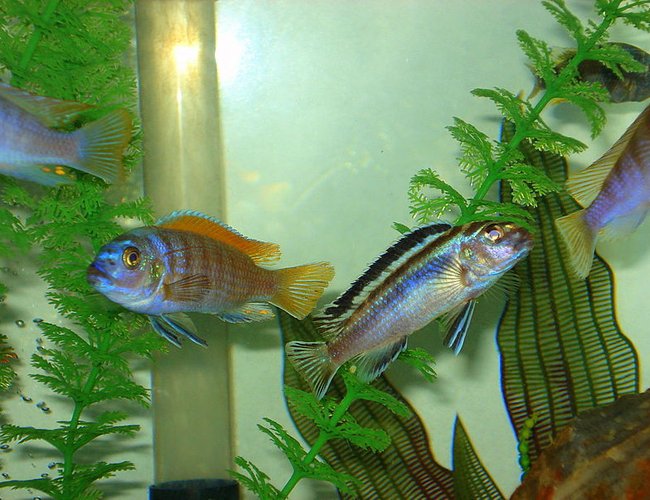 freshwater fish - melanochromis auratus - auratus cichlid stocking in 46 gallons tank - The fish on the right is very aggressive. freshwater fish - melanochromis auratus - auratus cichlid stocking in 46 gallons tank - The fish on the right is very aggressive.