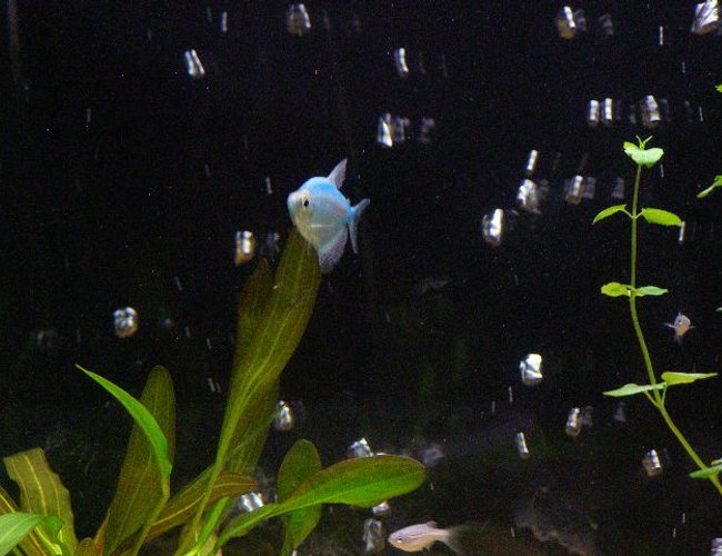 freshwater fish - gymnocorymbus ternetzi - blueberry tetra stocking in 55 gallons tank - Blueberry Tetra Pic #1 freshwater fish - gymnocorymbus ternetzi - blueberry tetra stocking in 55 gallons tank - Blueberry Tetra Pic #1