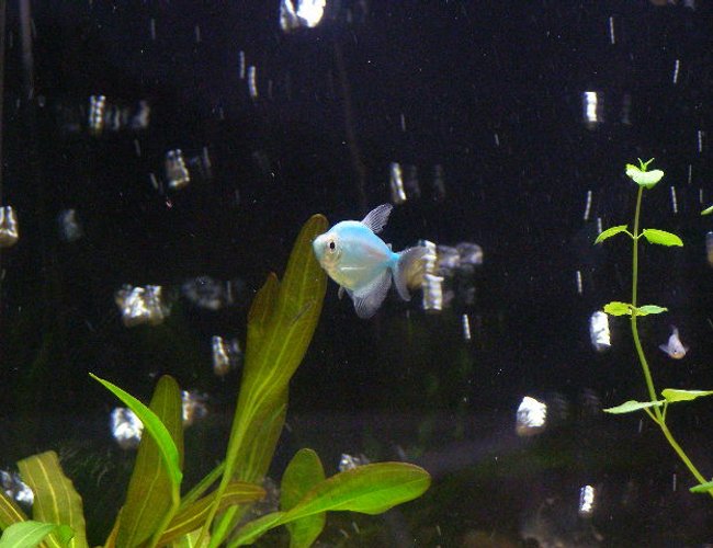 freshwater fish - gymnocorymbus ternetzi - blueberry tetra stocking in 55 gallons tank - Blueberry Tetra Pic # 2 freshwater fish - gymnocorymbus ternetzi - blueberry tetra stocking in 55 gallons tank - Blueberry Tetra Pic # 2