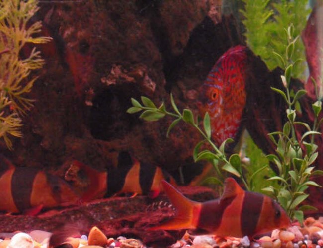 freshwater fish - botia macracantha - clown loach stocking in 150 gallons tank - loaches freshwater fish - botia macracantha - clown loach stocking in 150 gallons tank - loaches