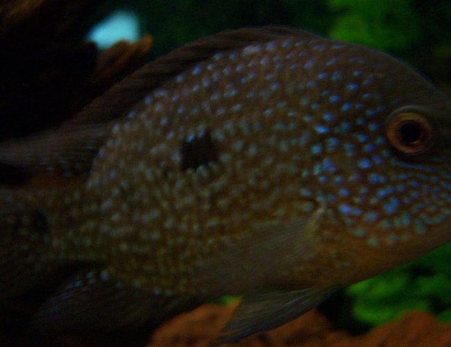 freshwater fish - herichthys cynoguttatus - texas cichlid stocking in 150 gallons tank - 4 inch Texas Cichlid freshwater fish - herichthys cynoguttatus - texas cichlid stocking in 150 gallons tank - 4 inch Texas Cichlid