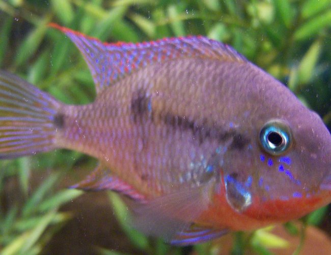freshwater fish - thorichthys meeki - firemouth cichlid stocking in 150 gallons tank - 4 inch Firemouth freshwater fish - thorichthys meeki - firemouth cichlid stocking in 150 gallons tank - 4 inch Firemouth