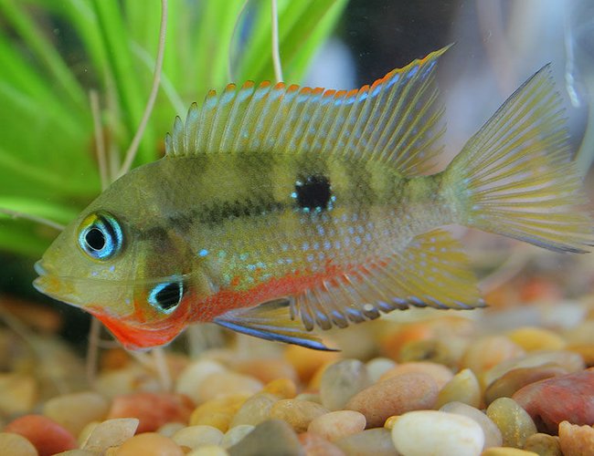 freshwater fish - thorichthys meeki - firemouth cichlid stocking in 45 gallons tank - Firemouth Cichlid freshwater fish - thorichthys meeki - firemouth cichlid stocking in 45 gallons tank - Firemouth Cichlid