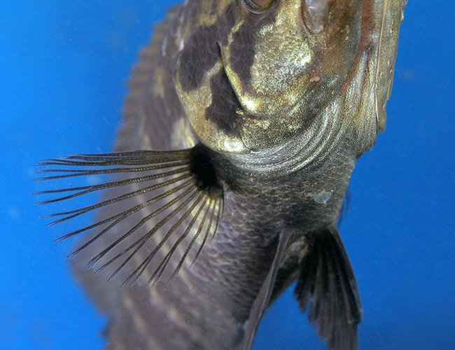 freshwater fish - parachromis managuensis - jaguar cichlid stocking in 45 gallons tank - Jaguar freshwater fish - parachromis managuensis - jaguar cichlid stocking in 45 gallons tank - Jaguar