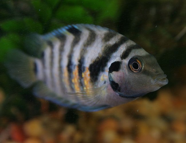 freshwater fish - archocentrus nigrofasciatus - black convict cichlid stocking in 45 gallons tank - Striped Convict freshwater fish - archocentrus nigrofasciatus - black convict cichlid stocking in 45 gallons tank - Striped Convict