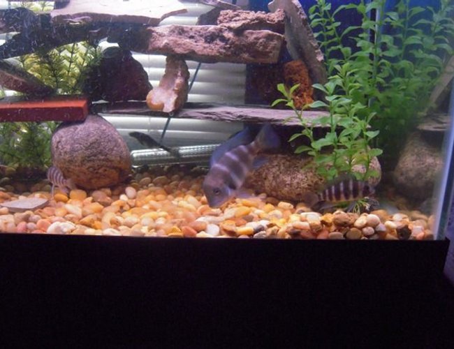 freshwater fish - cyphotilapia frontosa - frontosa cichlid stocking in 125 gallons tank - Three young Frontosas. freshwater fish - cyphotilapia frontosa - frontosa cichlid stocking in 125 gallons tank - Three young Frontosas.