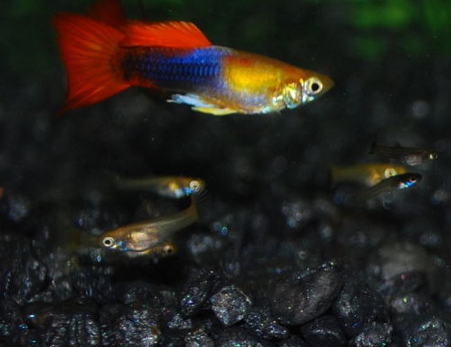 freshwater fish - poecilia reticulata - orange sunshine guppy stocking in 29 gallons tank - Guppy freshwater fish - poecilia reticulata - orange sunshine guppy stocking in 29 gallons tank - Guppy