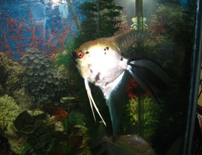 freshwater fish - pterophyllum scalare - veil angel stocking in 55 gallons tank - Veil with a beautiful tail freshwater fish - pterophyllum scalare - veil angel stocking in 55 gallons tank - Veil with a beautiful tail