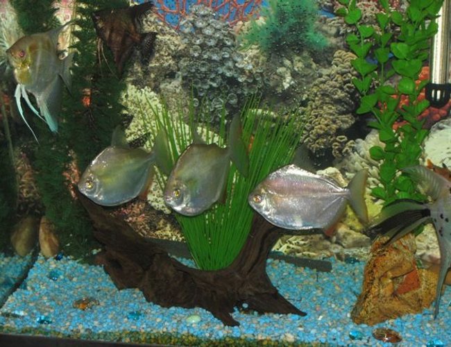 freshwater fish - metynnis argenteus - silver dollar stocking in 55 gallons tank - silver dollars hanging out freshwater fish - metynnis argenteus - silver dollar stocking in 55 gallons tank - silver dollars hanging out