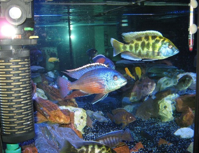 freshwater fish - nimbochromis venustus - venustus cichlid stocking in 125 gallons tank - cichlids freshwater fish - nimbochromis venustus - venustus cichlid stocking in 125 gallons tank - cichlids