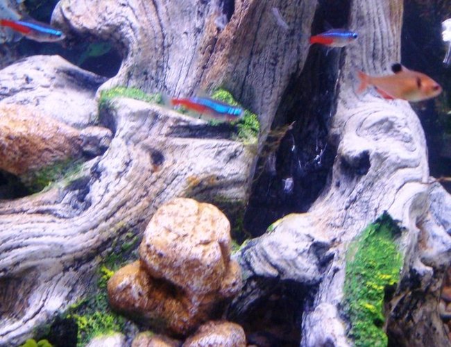 freshwater fish - paracheirodon innesi - neon tetra jumbo stocking in 55 gallons tank - some of my fish freshwater fish - paracheirodon innesi - neon tetra jumbo stocking in 55 gallons tank - some of my fish