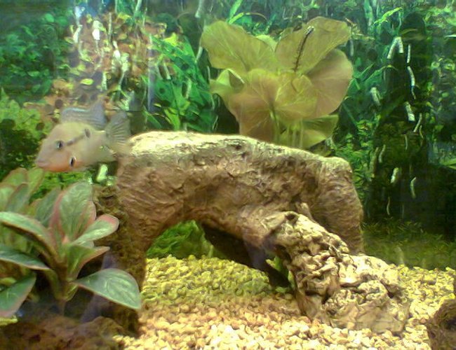 freshwater fish - thorichthys meeki - firemouth cichlid stocking in 36 gallons tank - Close-up of Alpha-male Firemouth
Glyptopericthys Joselimaianus seen hanging upside-down from the rockwork freshwater fish - thorichthys meeki - firemouth cichlid stocking in 36 gallons tank - Close-up of Alpha-male Firemouth
Glyptopericthys Joselimaianus seen hanging upside-down from the rockwork