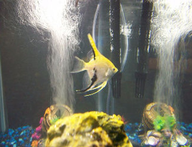 freshwater fish - pterophyllum sp. - koi angel stocking in 30 gallons tank - This is my yellow Angelfish. freshwater fish - pterophyllum sp. - koi angel stocking in 30 gallons tank - This is my yellow Angelfish.