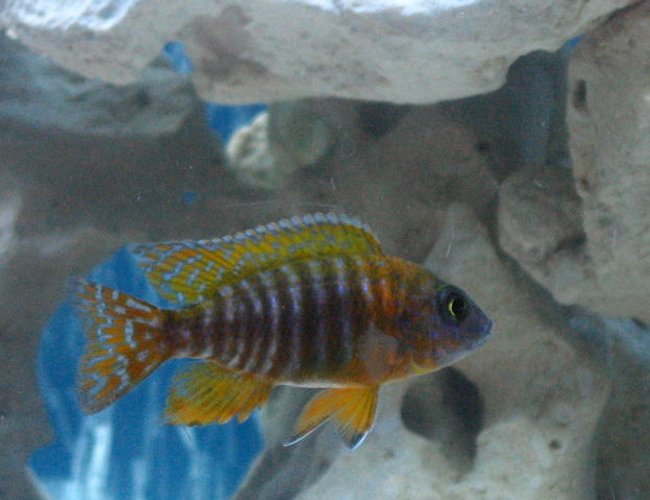 freshwater fish - aulonocara sp. - german red peacock stocking in 72 gallons tank - my little german red peacock. freshwater fish - aulonocara sp. - german red peacock stocking in 72 gallons tank - my little german red peacock.