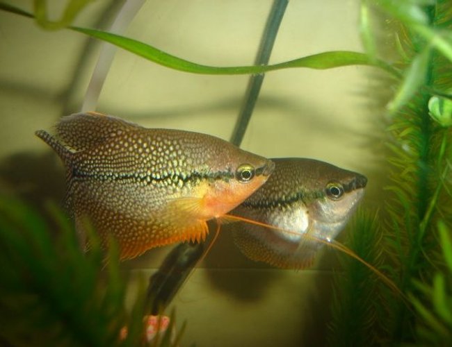 freshwater fish - trichogaster leeri - pearl gourami stocking in 70 gallons tank - gourami perle freshwater fish - trichogaster leeri - pearl gourami stocking in 70 gallons tank - gourami perle