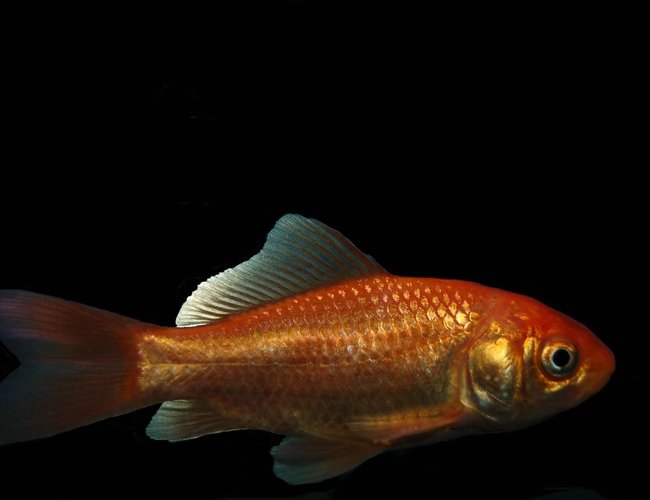 freshwater fish - carassius auratus - goldfish stocking in 29 gallons tank - Common Gold won at a fair freshwater fish - carassius auratus - goldfish stocking in 29 gallons tank - Common Gold won at a fair