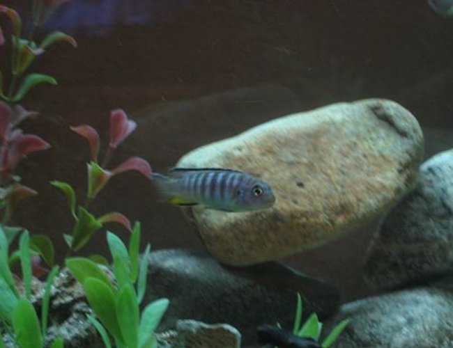 freshwater fish - pseudotropheus elongatus - chewere stocking in 60 gallons tank - My Chewere Elongatus freshwater fish - pseudotropheus elongatus - chewere stocking in 60 gallons tank - My Chewere Elongatus