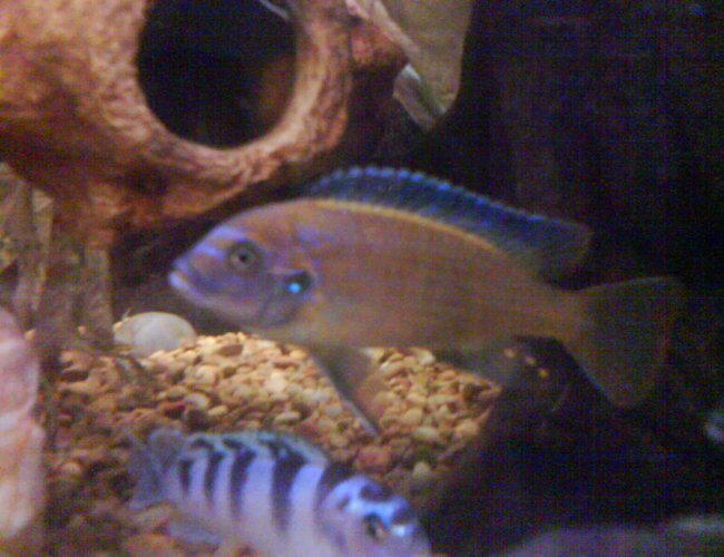 freshwater fish - labeotropheus fuelleborni - fuelleborni cichlid, marmalade stocking in 36 gallons tank - The female chased this one around after she had her young and I returned her freshwater fish - labeotropheus fuelleborni - fuelleborni cichlid, marmalade stocking in 36 gallons tank - The female chased this one around after she had her young and I returned her