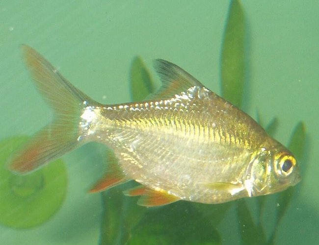 freshwater fish - barbus schwanefeldi - tinfoil red tail barb stocking in 240 gallons tank - one of our school of four tinfoil red tipped barbs freshwater fish - barbus schwanefeldi - tinfoil red tail barb stocking in 240 gallons tank - one of our school of four tinfoil red tipped barbs