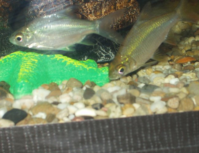freshwater fish - barbus schwanefeldi - tinfoil red tail barb stocking in 240 gallons tank - our tinfoil barbs freshwater fish - barbus schwanefeldi - tinfoil red tail barb stocking in 240 gallons tank - our tinfoil barbs