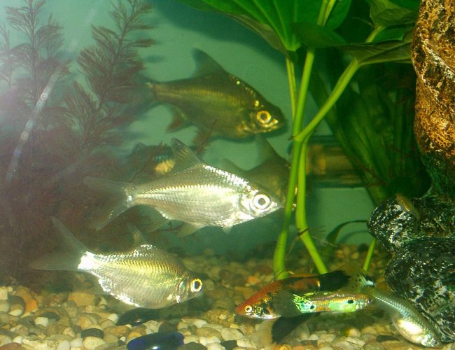 freshwater fish - barbus schwanefeldi - tinfoil red tail barb stocking in 240 gallons tank - our tinfoil barbs freshwater fish - barbus schwanefeldi - tinfoil red tail barb stocking in 240 gallons tank - our tinfoil barbs