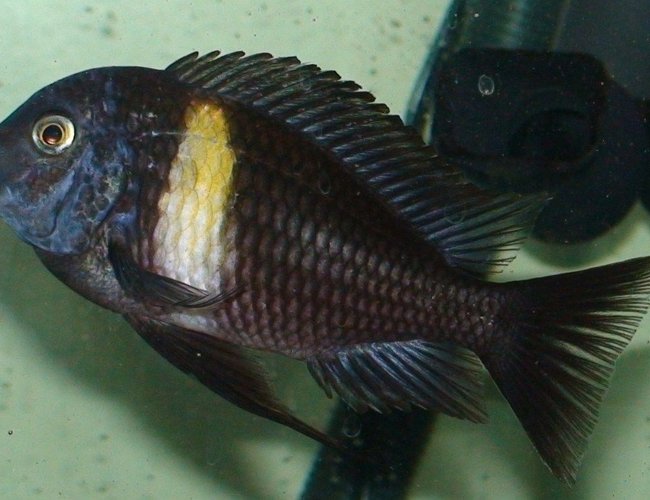 freshwater fish - tropheus moorii - moorii (kaiser ii) cichlid stocking in 75 gallons tank - Tropheus Duboisi.
Ikeep him in my 75gallon tank.I have about 60 cichlids!!!!!!!! I have a 48 and a 29 gallon tanks also!!!Then i have a 10 gallon tank for the fry of my many cichlids!! freshwater fish - tropheus moorii - moorii (kaiser ii) cichlid stocking in 75 gallons tank - Tropheus Duboisi.
Ikeep him in my 75gallon tank.I have about 60 cichlids!!!!!!!! I have a 48 and a 29 gallon tanks also!!!Then i have a 10 gallon tank for the fry of my many cichlids!!