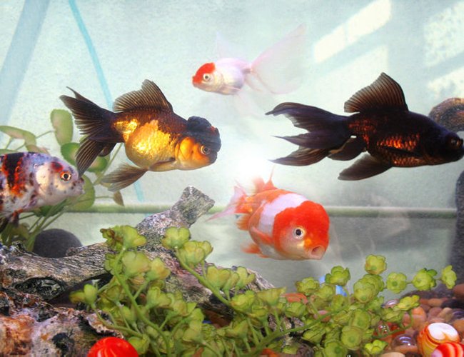 freshwater fish - carassius auratus - chocolate oranda goldfish stocking in 72 gallons tank - fancy goldfish mix freshwater fish - carassius auratus - chocolate oranda goldfish stocking in 72 gallons tank - fancy goldfish mix