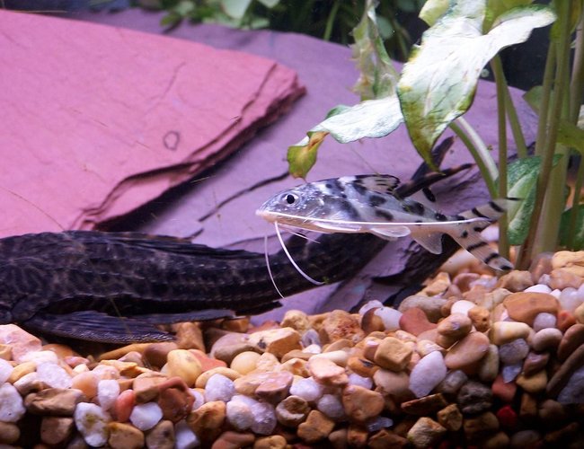 freshwater fish - pimelodus pictus - pictus cat stocking in 55 gallons tank - pictus cat freshwater fish - pimelodus pictus - pictus cat stocking in 55 gallons tank - pictus cat