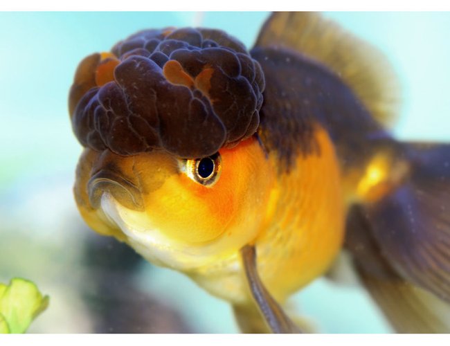 freshwater fish - carassius auratus - chocolate oranda goldfish stocking in 72 gallons tank - oranda freshwater fish - carassius auratus - chocolate oranda goldfish stocking in 72 gallons tank - oranda