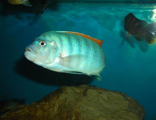 freshwater fish - metriaclima greshakei - ice blue red top zebra stocking in 180 gallons tank - Fight Labeotropheus
Metriaclima minos reef OB freshwater fish - metriaclima greshakei - ice blue red top zebra stocking in 180 gallons tank - Fight Labeotropheus
Metriaclima minos reef OB
