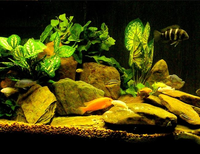 freshwater fish - cyphotilapia frontosa - frontosa cichlid stocking in 29 gallons tank - Another Setup freshwater fish - cyphotilapia frontosa - frontosa cichlid stocking in 29 gallons tank - Another Setup