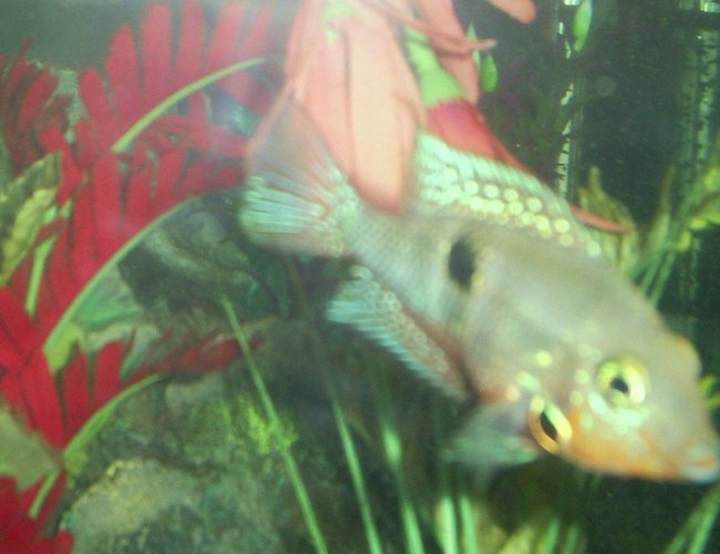 freshwater fish - thorichthys meeki - firemouth cichlid stocking in 100 gallons tank - firemouth "my favorite" freshwater fish - thorichthys meeki - firemouth cichlid stocking in 100 gallons tank - firemouth "my favorite"