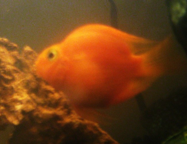 freshwater fish - heros severus x amphilophus citrinellum - blood parrot stocking in 15 gallons tank - Blood Parrot Cichlid freshwater fish - heros severus x amphilophus citrinellum - blood parrot stocking in 15 gallons tank - Blood Parrot Cichlid