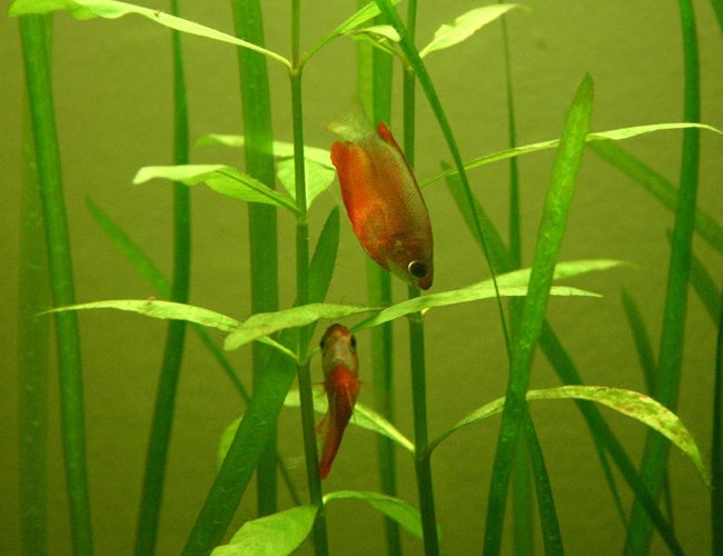 freshwater fish - colisa chuna - honey dwarf gourami stocking in 90 gallons tank - Colisia Chuna freshwater fish - colisa chuna - honey dwarf gourami stocking in 90 gallons tank - Colisia Chuna